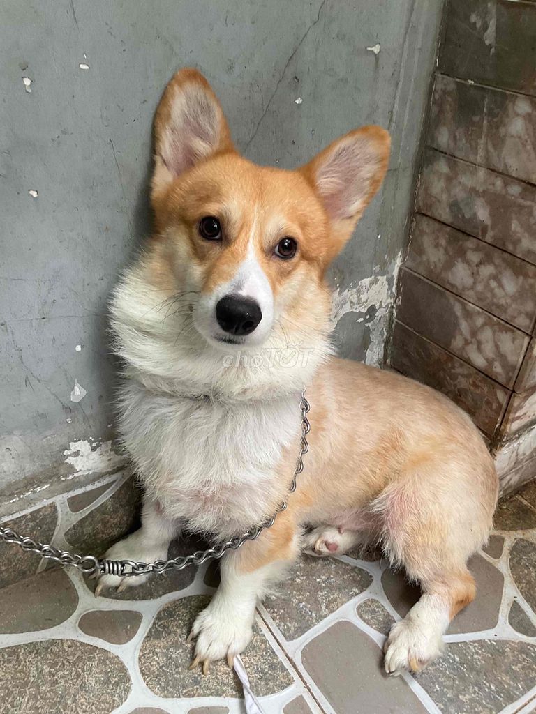 corgi đực còn zin 1 tuổi tròn