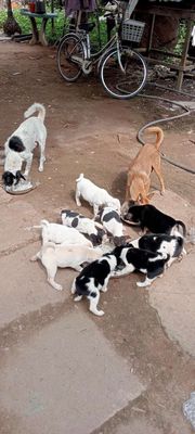 Bán chó như hình. Mua bán Chó tại Huyện Chợ Mới An Giang được đăng bởi Trương Trọng Thiên