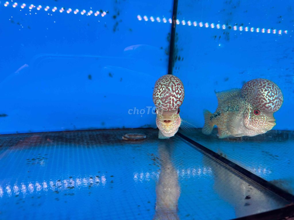 Louhan Kamfa Đầu To Châu Vip 12cm | Flowerhorn