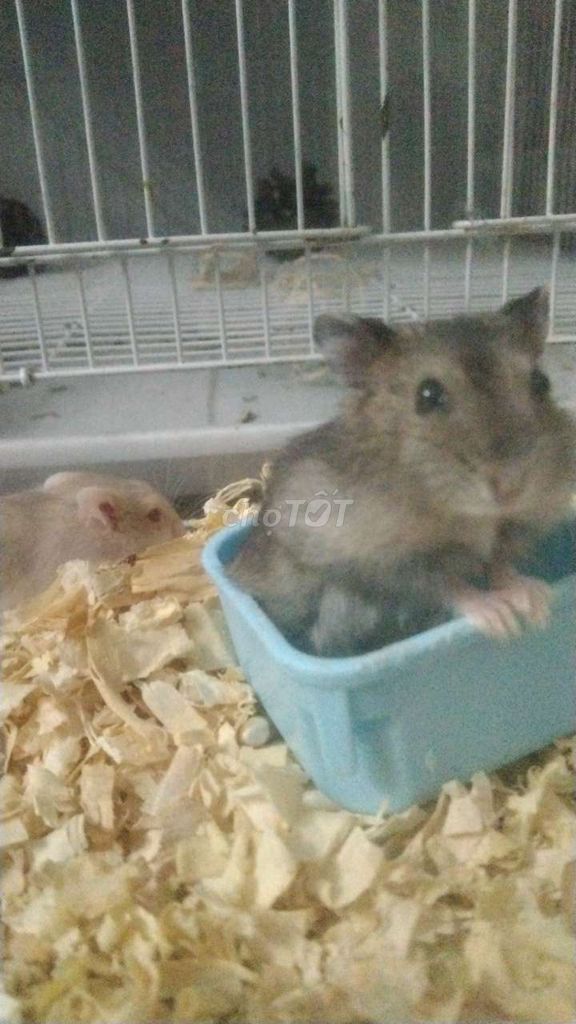 Chuột Hamster . Mua bán Thú cưng khác tại Thành phố Thủ Đức Tp Hồ Chí Minh được đăng bởi Trung hình 1