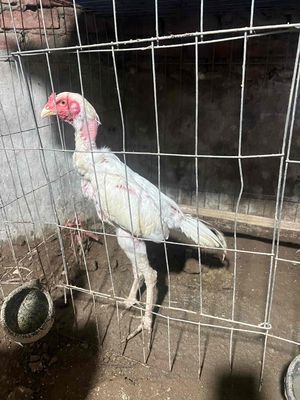 bạch công tử. Mua bán Gà tại Huyện Chương Mỹ Hà Nội được đăng bởi Phan Anh