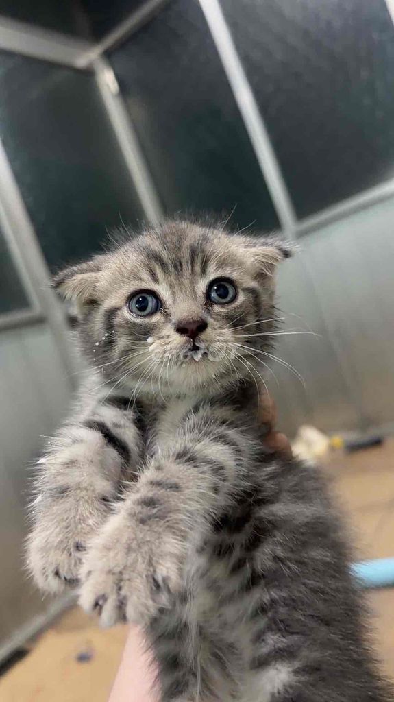 Mèo Xám vằn dưới 2 tháng. Mua bán Mèo tại Huyện Hóc Môn Tp Hồ Chí Minh được đăng bởi Nguyen Nguyen hình 1