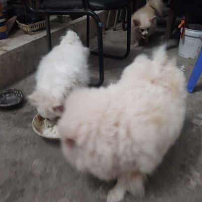 Chó Phốc Sóc mini 3 cái 1 đực