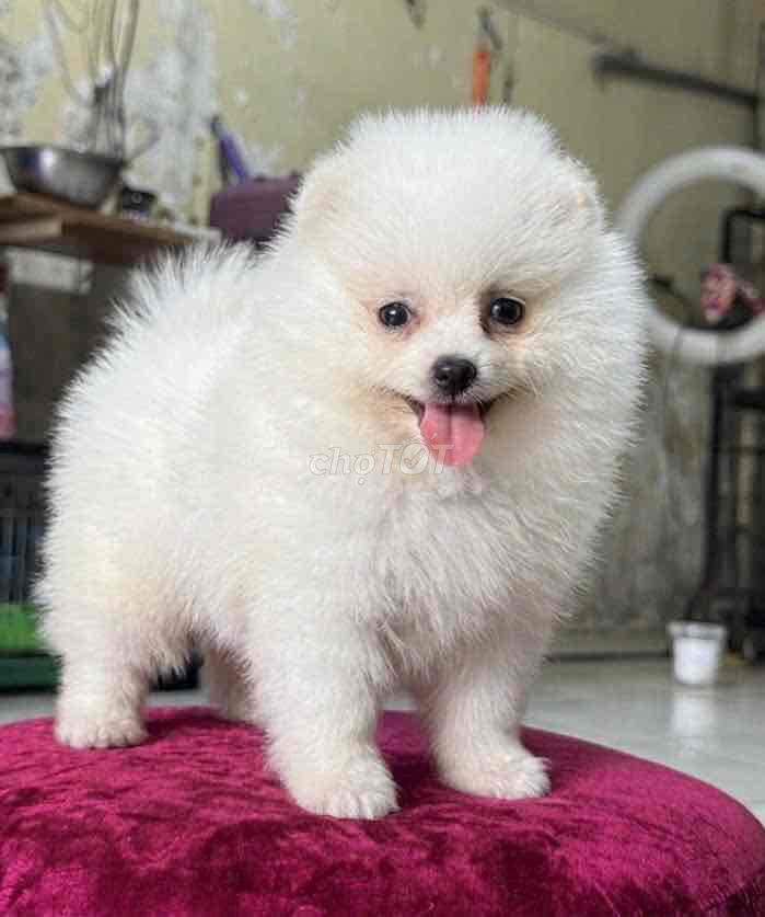 Chó Phốc Sóc Trắng Đực Cái Đã tiêm phòng. Mua bán Chó tại Quận 6 Tp Hồ Chí Minh được đăng bởi thomnguyen hình 1