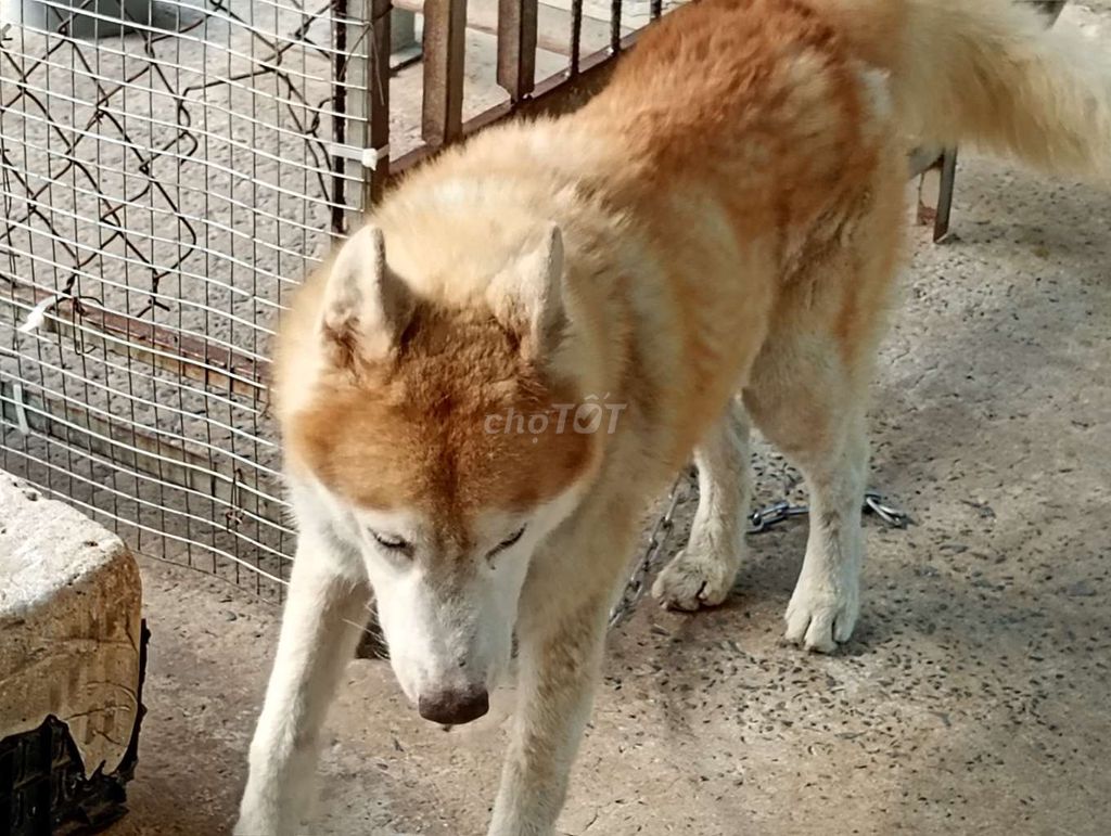 Chó Husky Đực Nâu vàng Lông bóng. Mua bán Chó tại Huyện Hóc Môn Tp Hồ Chí Minh được đăng bởi Nhân Rottweiler  hình 1