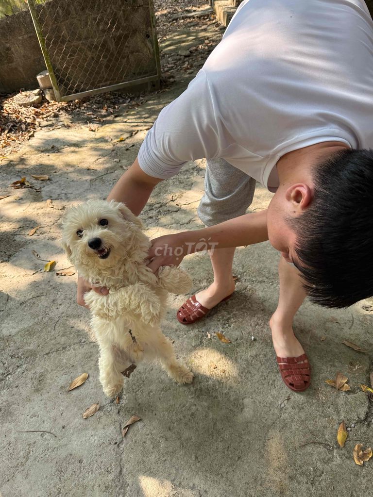 5 poodle và 1 nhật lai bk