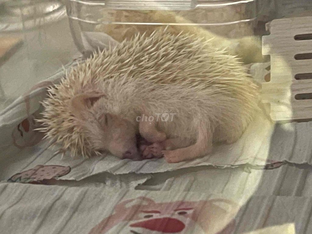 bán. Mua bán Thú cưng khác tại Quận 4 Tp Hồ Chí Minh được đăng bởi Kỳ Anh ‏‏ hình 1