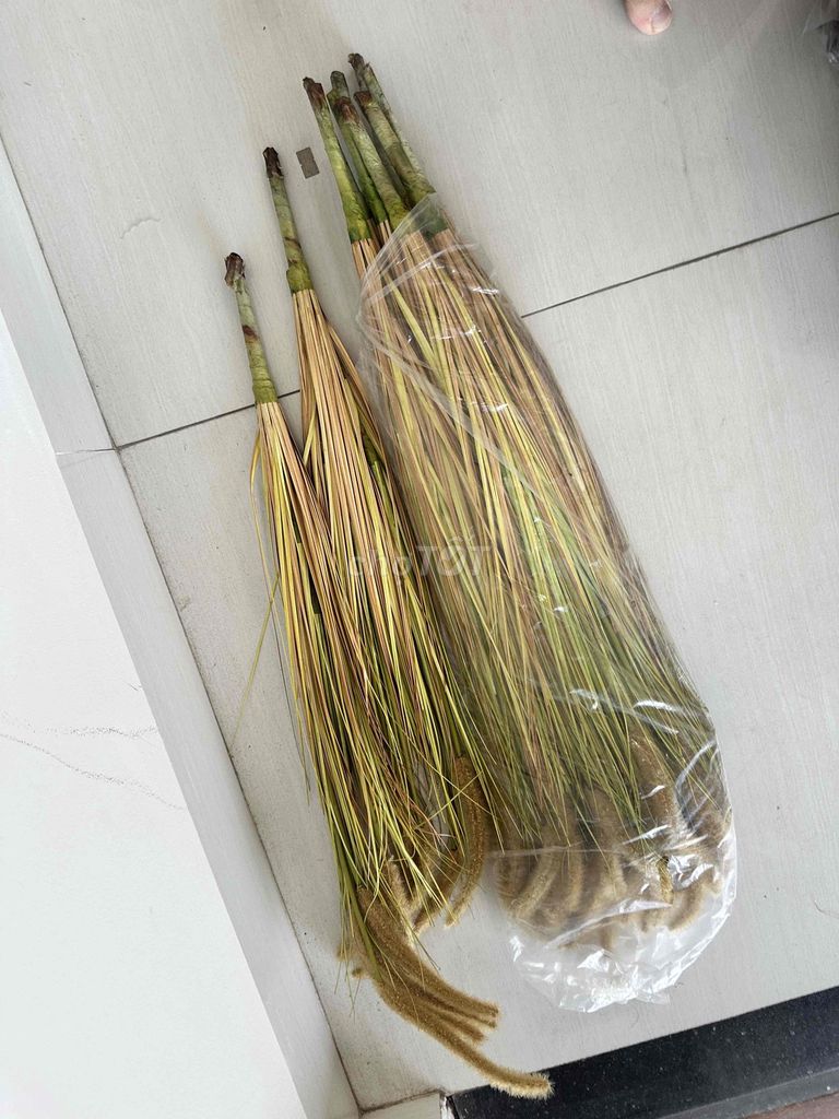 Cỏ bông lau giả 10 nhánh Xanh, vàng. Mua bán Cây cảnh, đồ trang trí tại Quận Cẩm Lệ Đà Nẵng được đăng bởi BDS Đà Nẵng hình 1