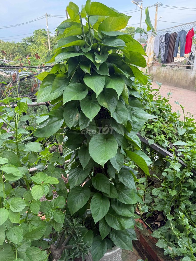 Trầu Bà Trụ 1m5 Xum Xuê kèm chậu