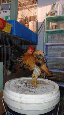 GÀ SERAMA. Mua bán Gà tại Quận 12 Tp Hồ Chí Minh được đăng bởi Nguyễn Tiến