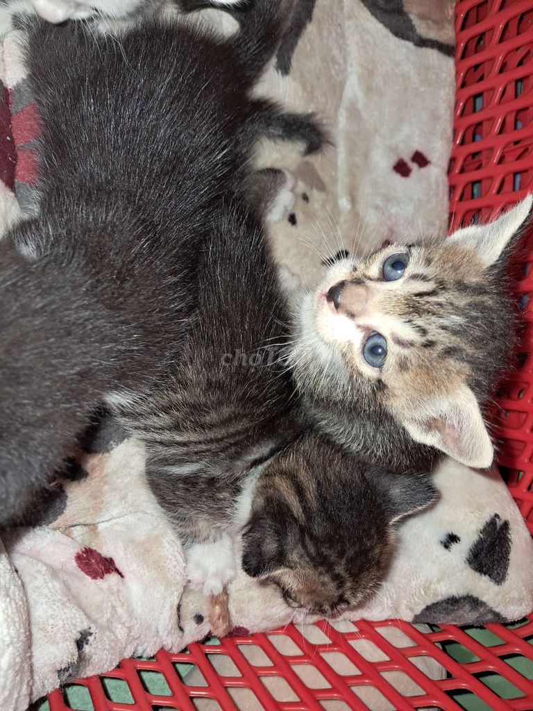 Em muốn tìm nhà mới cho 2 bé mèo vằn ạ