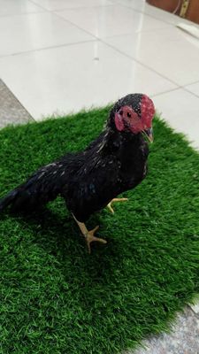 Gà Tre Bắc Ô Chuối. Mua bán Gà tại Huyện Chương Mỹ Hà Nội được đăng bởi Ga tre bac