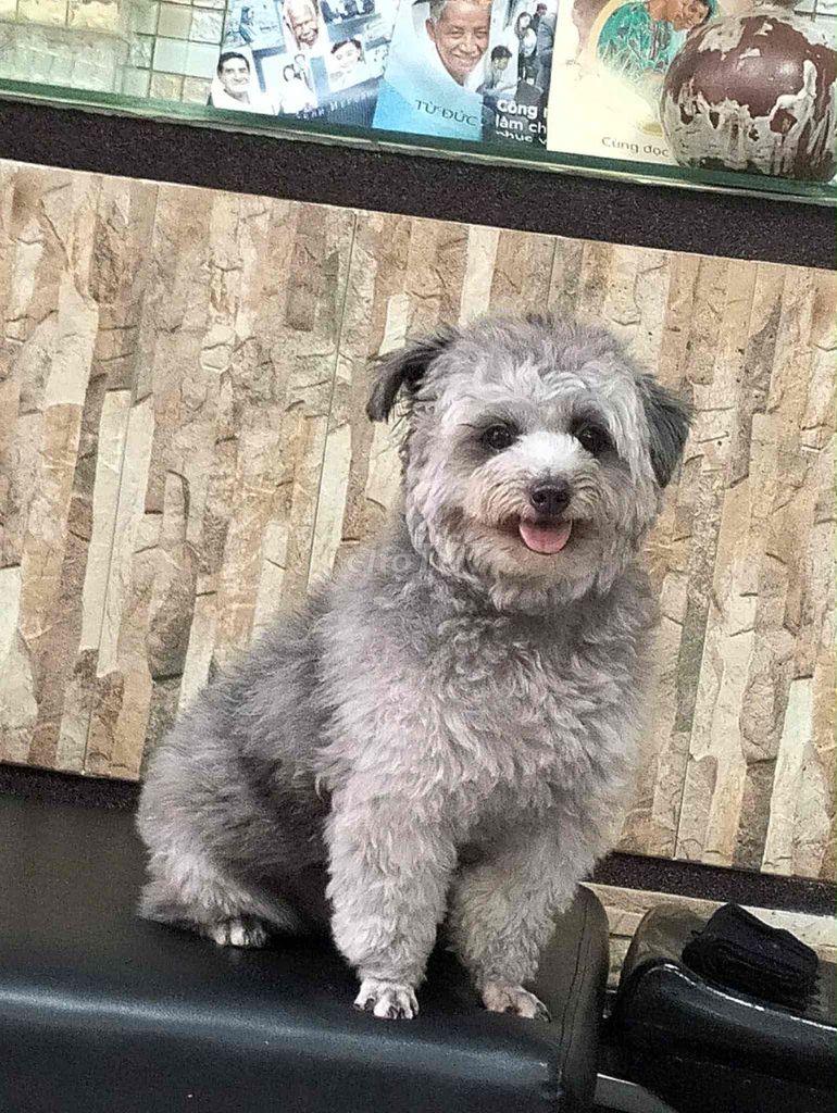 bán cho nhà. Mua bán Chó tại Quận 1 Tp Hồ Chí Minh được đăng bởi CATTHY hình 4