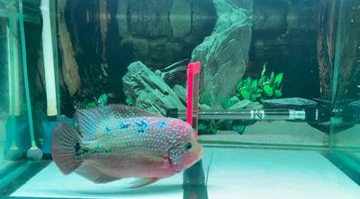 Cá cảnh F1 bằng bàn tay