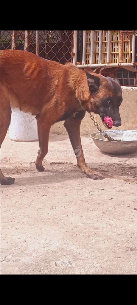 cái màu Nâu đỏ. Mua bán Thú cưng khác tại Huyện Vĩnh Thạnh Cần Thơ được đăng bởi hautong hình 1