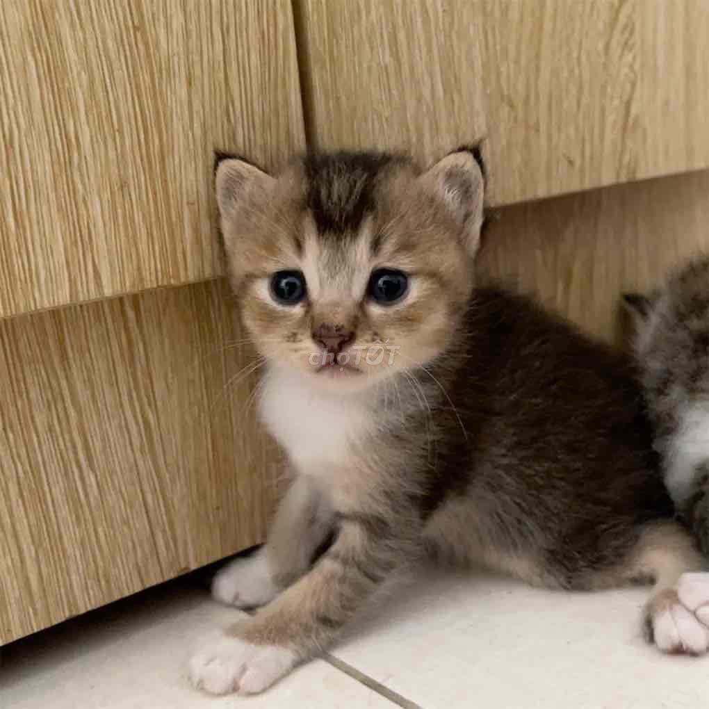 Mèo anh lông ngắn- dài. Mua bán Mèo tại Quận Cầu Giấy Hà Nội được đăng bởi Anh Luong hình 1