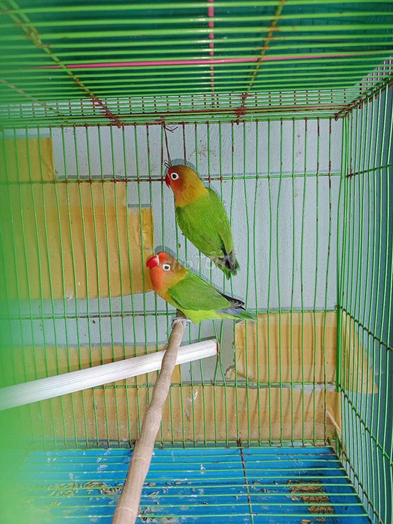 Cặp vẹt lovebirds mẫu đơn. Mua bán Chim tại Huyện Hóc Môn Tp Hồ Chí Minh được đăng bởi Hiển Lê hình 1