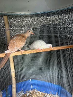 Chim cu gáy thái mắt đỏ. Mua bán Chim tại Quận 12 Tp Hồ Chí Minh được đăng bởi Doanle