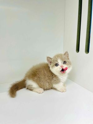 TÌM NHÀ MỚI CHO BÉ. Mua bán Mèo tại Quận 11 Tp Hồ Chí Minh được đăng bởi Thanh Hý