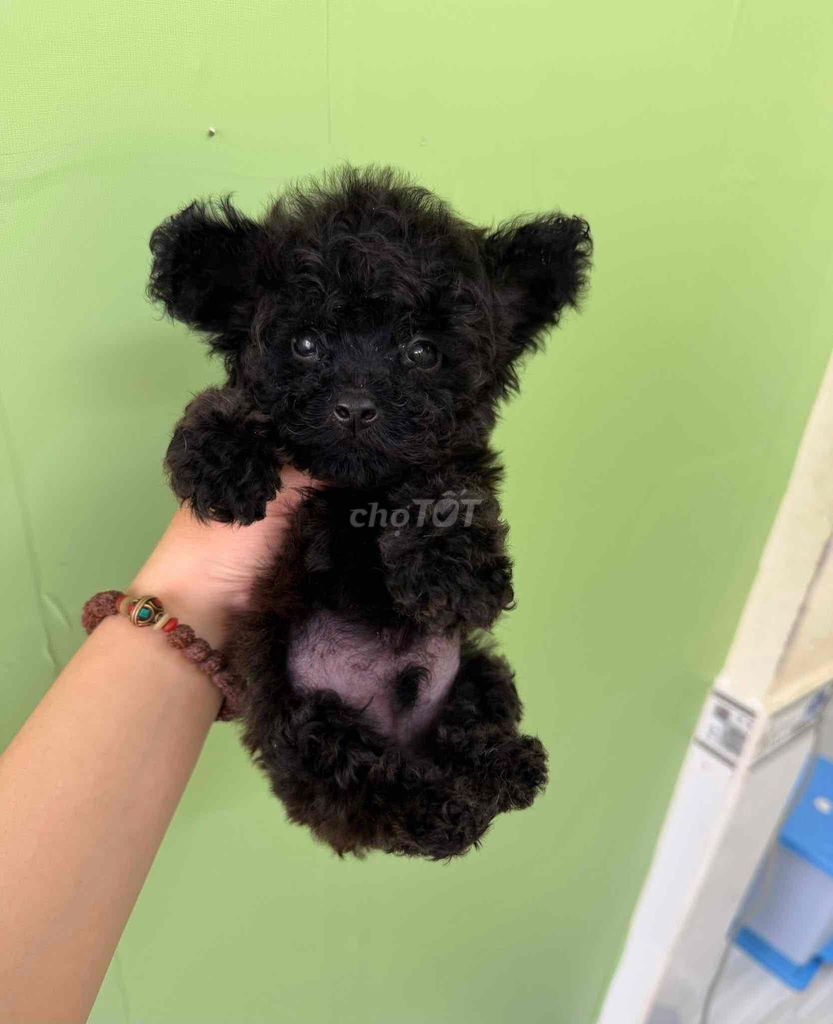 Chó Poodle teacup đen mun, vàng mơ ( hình thật). Mua bán Chó tại Quận 5 Tp Hồ Chí Minh được đăng bởi MoonMoon hình 1