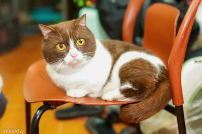 Phối mèo bicolor Cinnamon Munchkin chân ngắn. Mua bán Mèo tại Quận Thanh Xuân Hà Nội được đăng bởi Nguyễn Thị Uyển