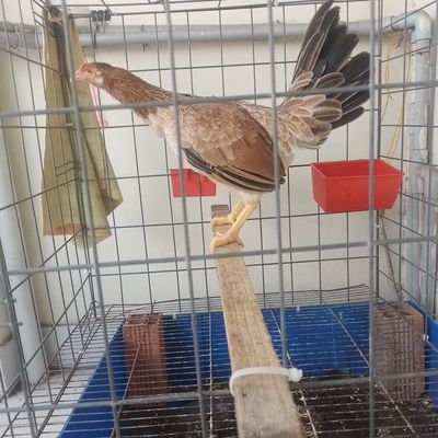 Mái  Tre Asil Cuban Mỹ 