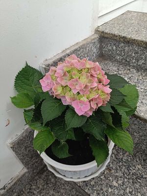 Chậu Tú Cầu Hà Lan lùn đang sẵn hoa. Mua bán Cây cảnh, đồ trang trí tại Quận 8 Tp Hồ Chí Minh được đăng bởi sunshine 
