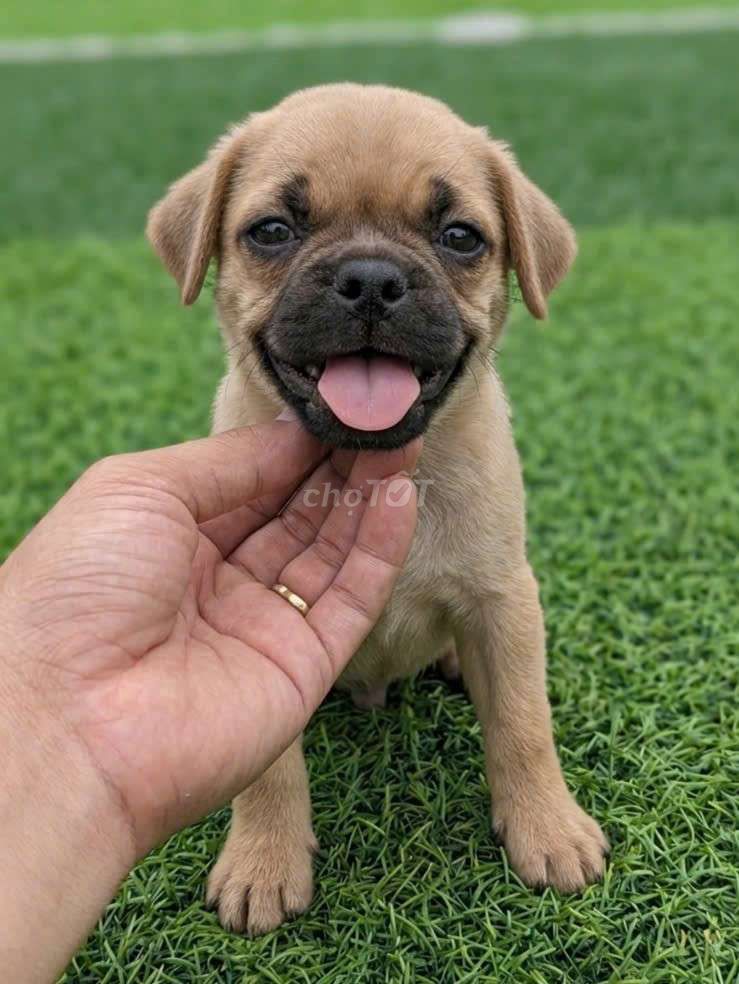 Chó Pug đực dễ thương 6 móng đeo kép siêu hiếm. Mua bán Chó tại Quận 12 Tp Hồ Chí Minh được đăng bởi Thi Thi hình 1