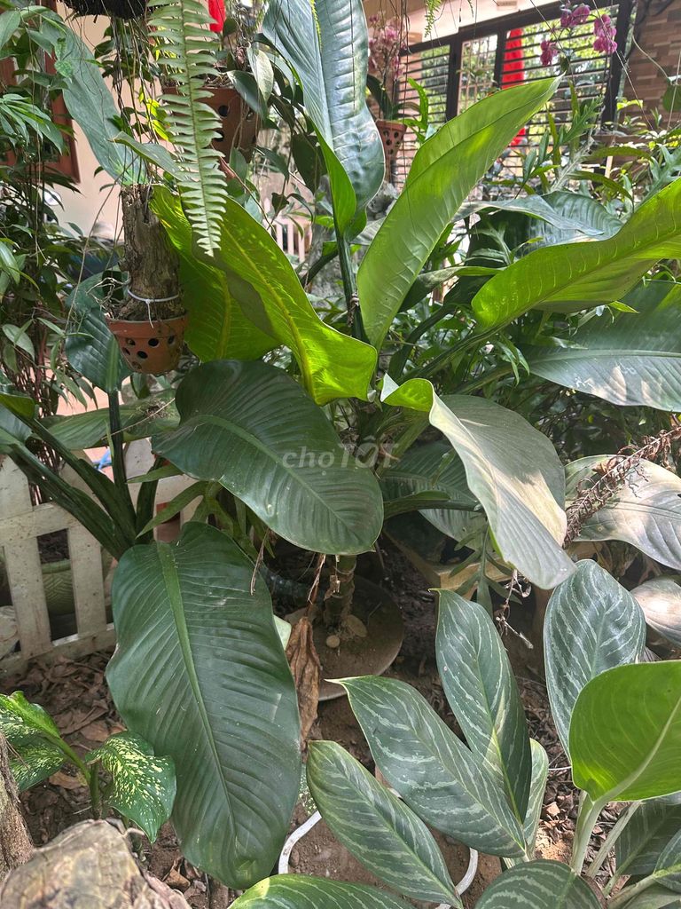 Cây cảnh Đại phú gia Xanh lá. Mua bán Cây cảnh, đồ trang trí tại Thành phố Huế Thừa Thiên Huế được đăng bởi Vinh hình 1