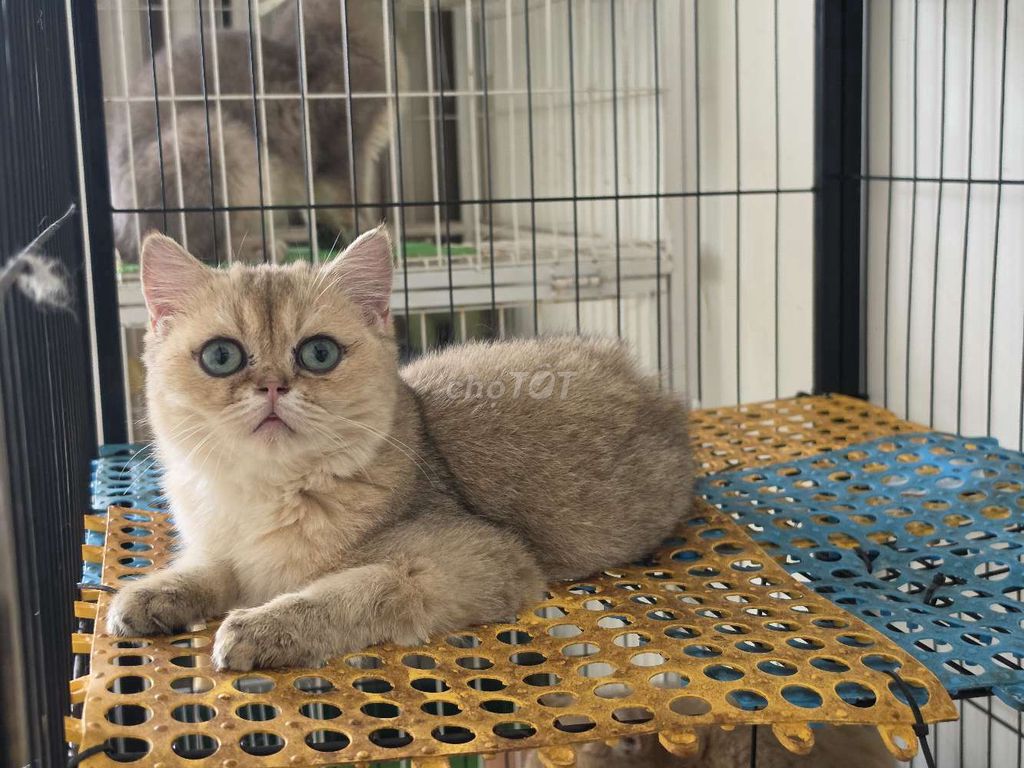 Mèo Golden thuần chủng mắt xanh. Mua bán Mèo tại Quận 8 Tp Hồ Chí Minh được đăng bởi Nhật anh hình 1