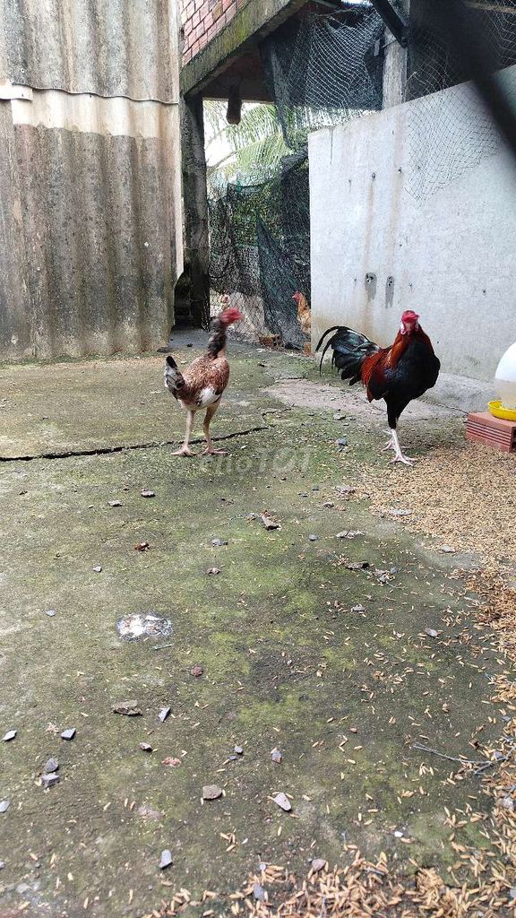 cặp gà tre. Mua bán Gà tại Huyện Cần Đước Long An được đăng bởi Đen hình 1