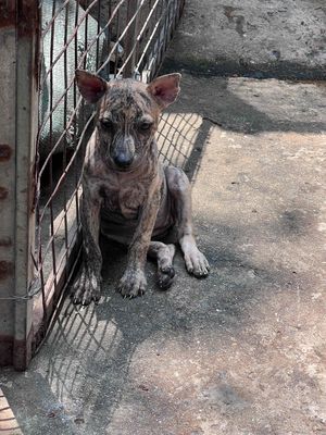 chó phú quốc lưỡi đen