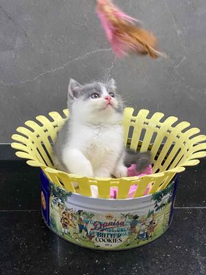 Mèo ALN bicolor đẹp.