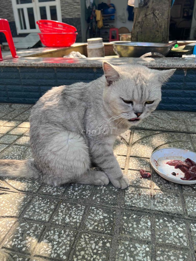 Thanh lý mèo Anh lông ngắn do đẻ nhanh + nhiều quá