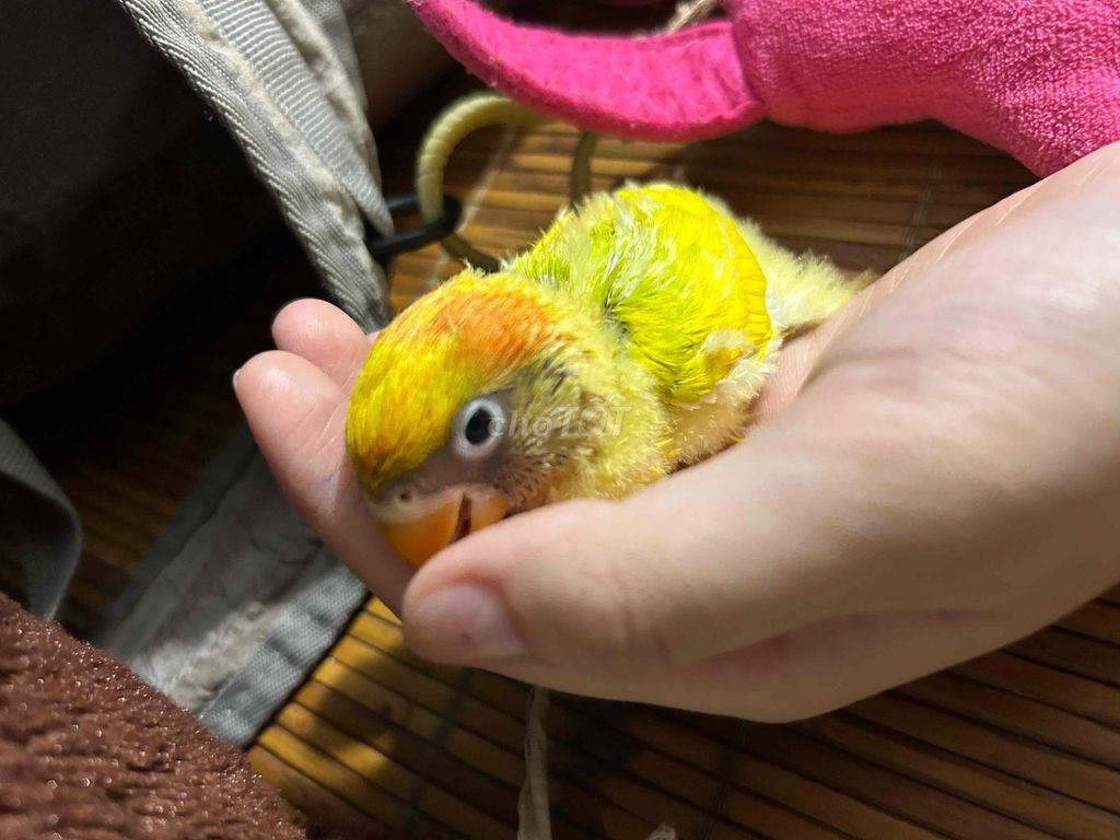 Vẹt Lovebird non Vàng. Mua bán Chim tại Quận Đống Đa Hà Nội được đăng bởi Tina Ruly hình 1