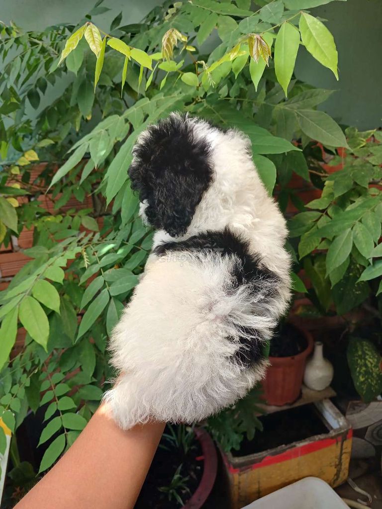 Poodle nhà đẻ Màu Bò sữa mini đáng yêu