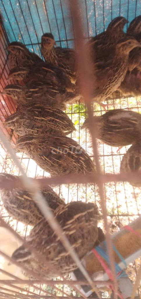 Chim cút mái sống. Mua bán Chim tại Thành phố Sóc Trăng Sóc Trăng được đăng bởi nhóc nhỏ hình 1