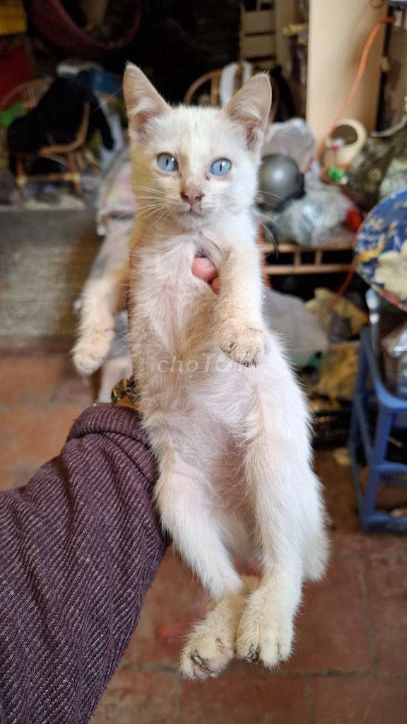 Mèo Ta lai nga mắt xanh. Mua bán Mèo tại Quận Hoàng Mai Hà Nội được đăng bởi Thu Sẽ Gầy hình 4