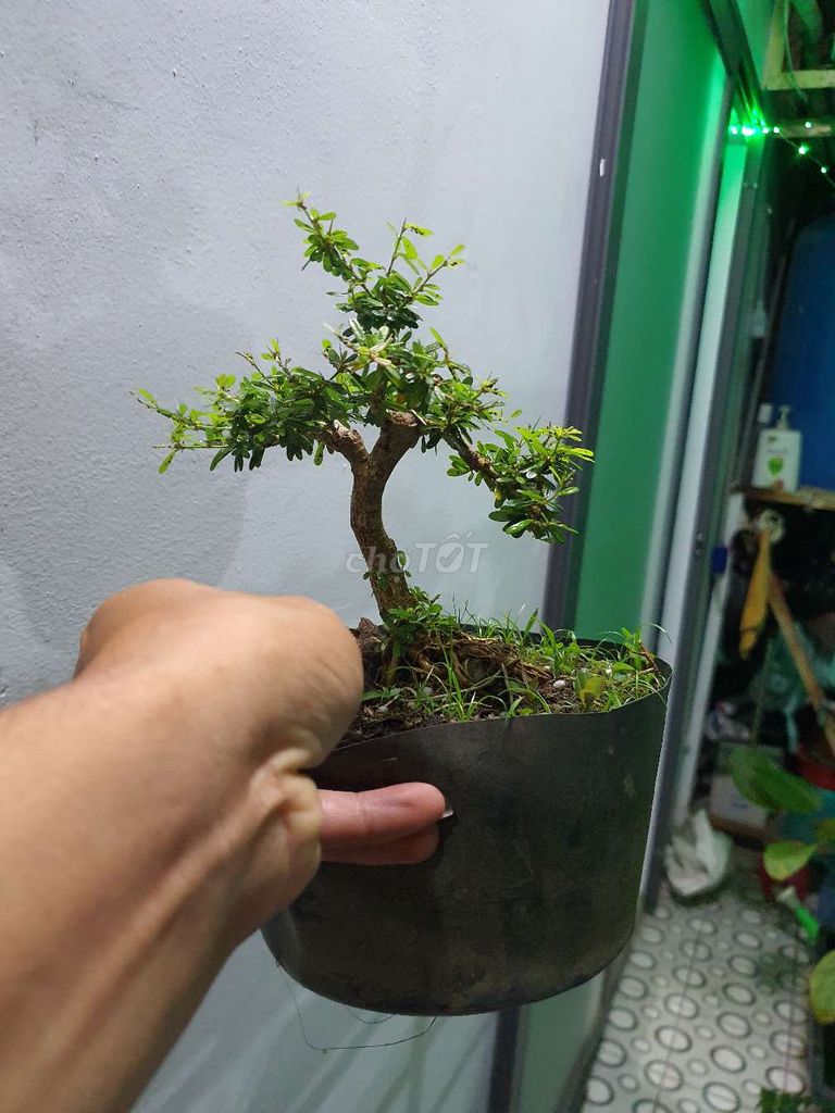 Bonsai mini Linh sam 86