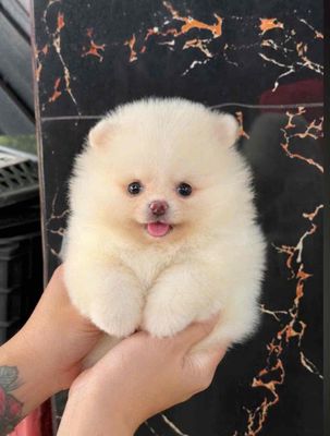 Chó Phốc Sóc đực cái