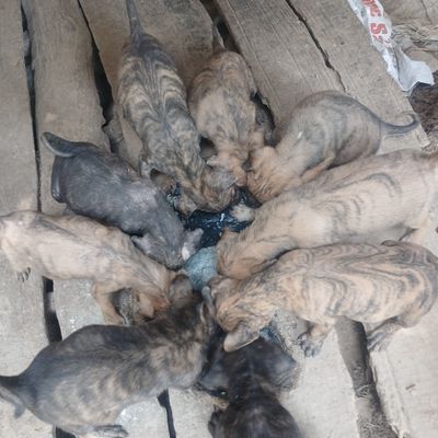 Chó phú quốc con thuần chủng