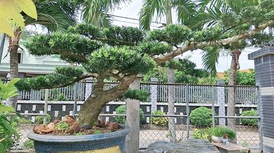 Cây tùng. Mua bán Cây cảnh, đồ trang trí tại Huyện Củ Chi Tp Hồ Chí Minh được đăng bởi Đông