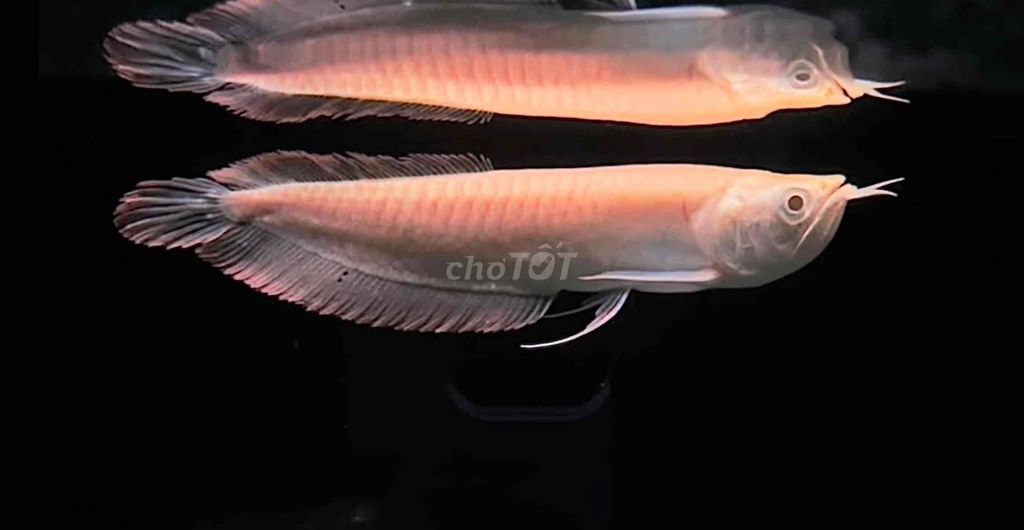 Cá rồng ngân long abino đầu muỗng size 25-26cm