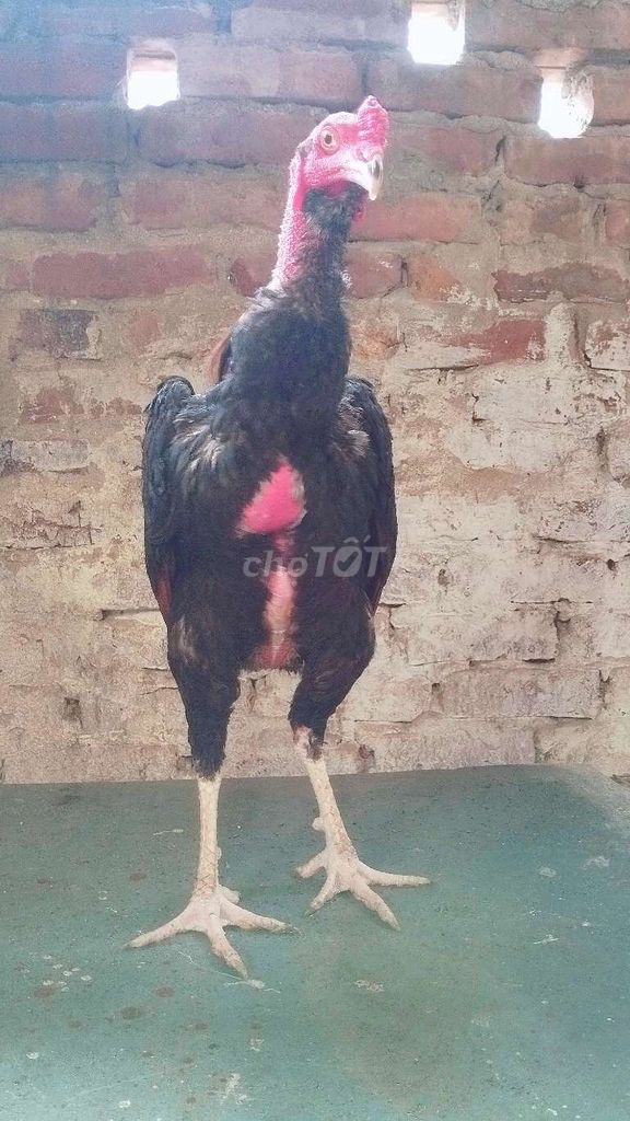 Gà chọi Pakoy Thái Lan Trống . Mua bán Gà tại Huyện Đông Anh Hà Nội được đăng bởi Trại Gà Tre Gà Chọi Hà Nội hình 1