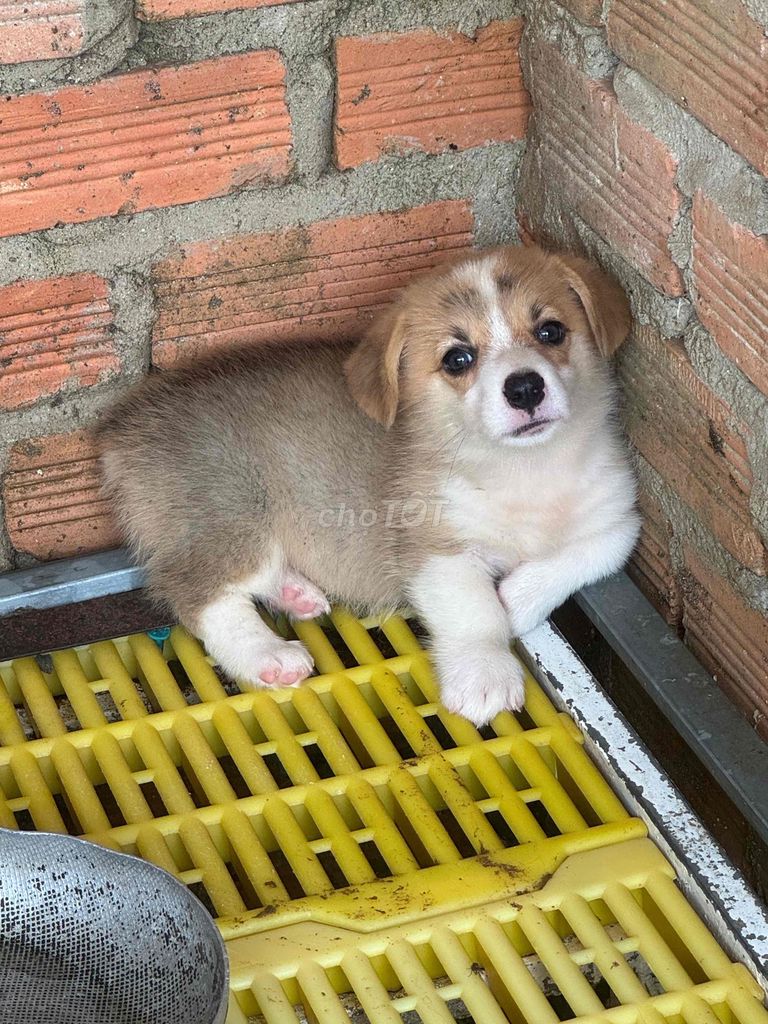 Chó Corgi vàng trắng thuần chủng☘️☘️. Mua bán Chó tại Quận Cẩm Lệ Đà Nẵng được đăng bởi Huyền chip hình 1
