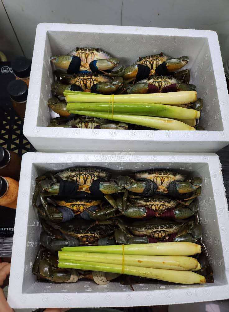 Cua cà mau thùng 8 con 339k bao ăn từng con