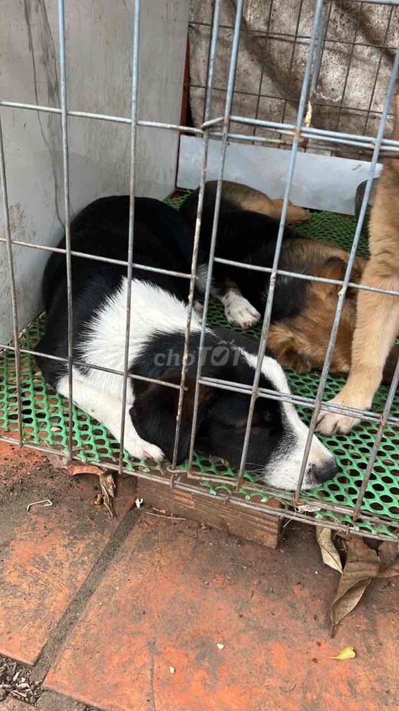 Chó con Đen trắng. Mua bán Chó tại Thành phố Biên Hòa Đồng Nai được đăng bởi Chip Chip2015 hình 1