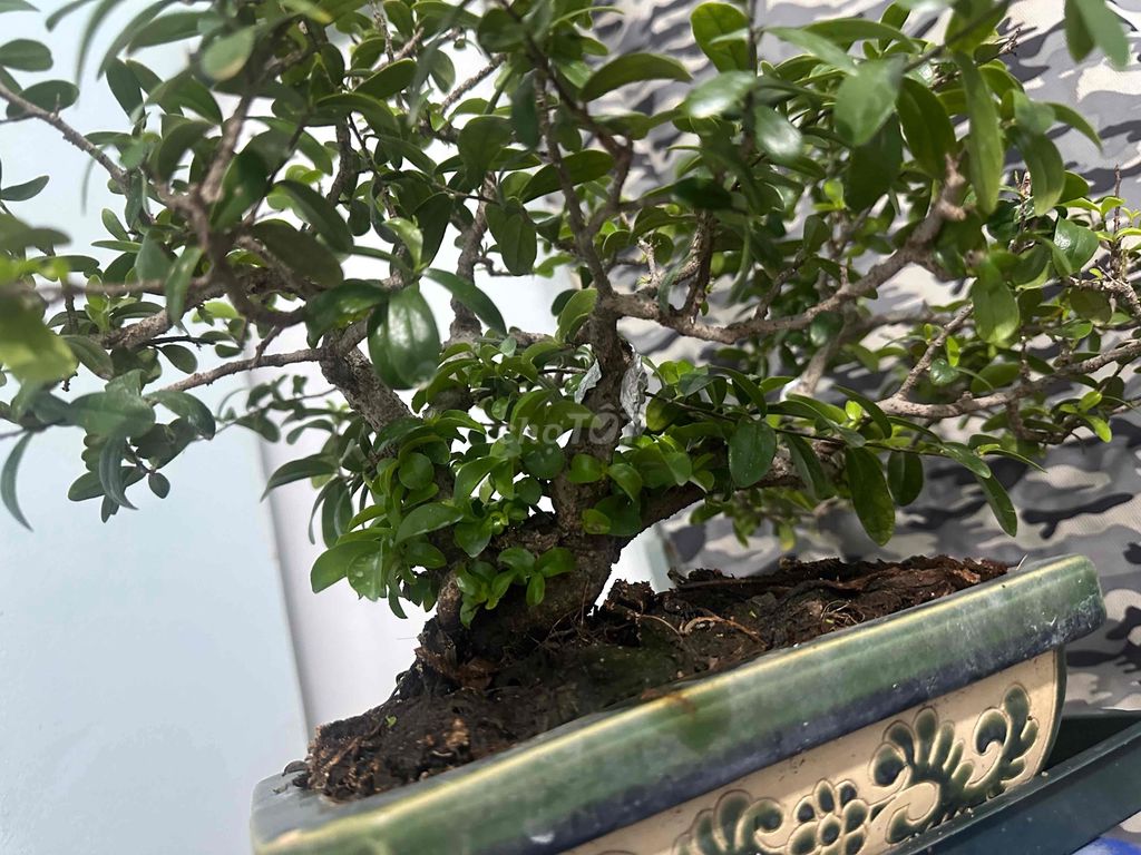 Cây Hải Châu sông cầu. Mua bán Cây cảnh, đồ trang trí tại Quận 10 Tp Hồ Chí Minh được đăng bởi Hoàng Hải hình 1
