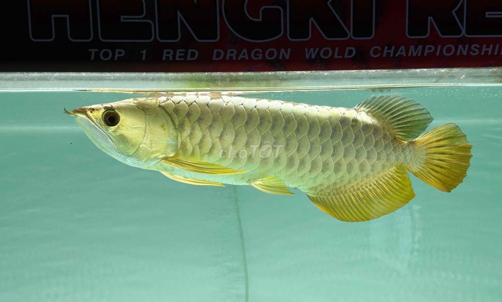 Cá rồng kim long đầu vàng. Mua bán Thú cưng khác tại Thành phố Thủ Đức Tp Hồ Chí Minh được đăng bởi PHAN DƯƠNG MẠNH hình 1