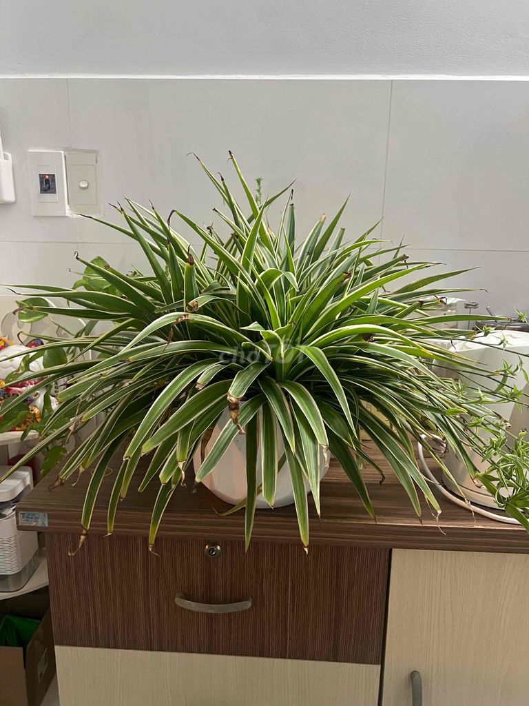 chậu Lan chi để bàn lớn. Mua bán Cây cảnh, đồ trang trí tại Quận Gò Vấp Tp Hồ Chí Minh được đăng bởi rocker hình 1